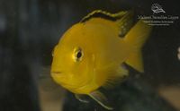 Labidochromis caeruleus yellow_1 